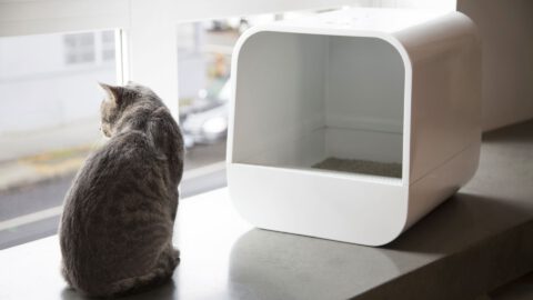 Top 5 Cat Litter Boxes
