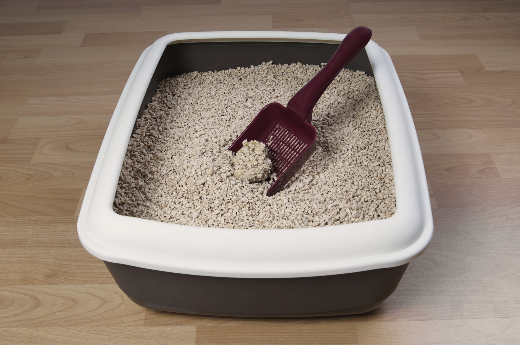 Top 5 Cat Litter Boxes - Purrfect Love