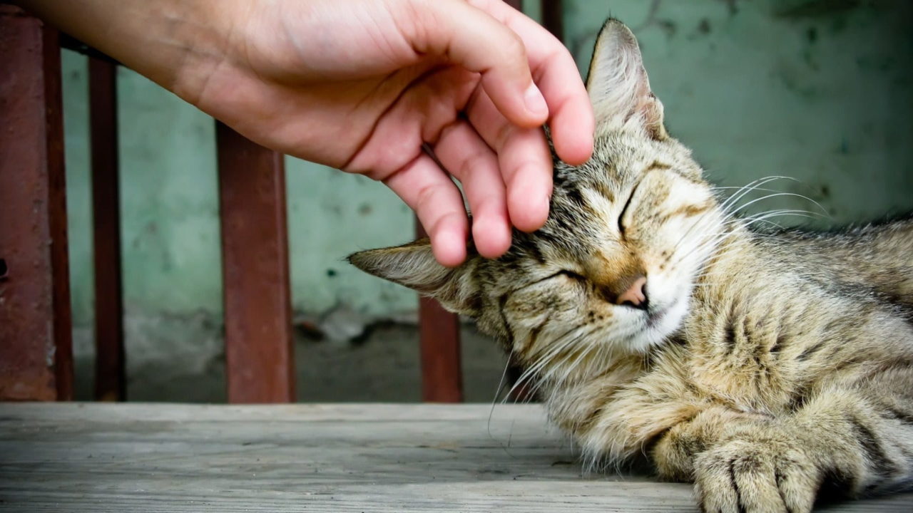 feline-love-language-what-the-purr-means-fear-free-happy-homes