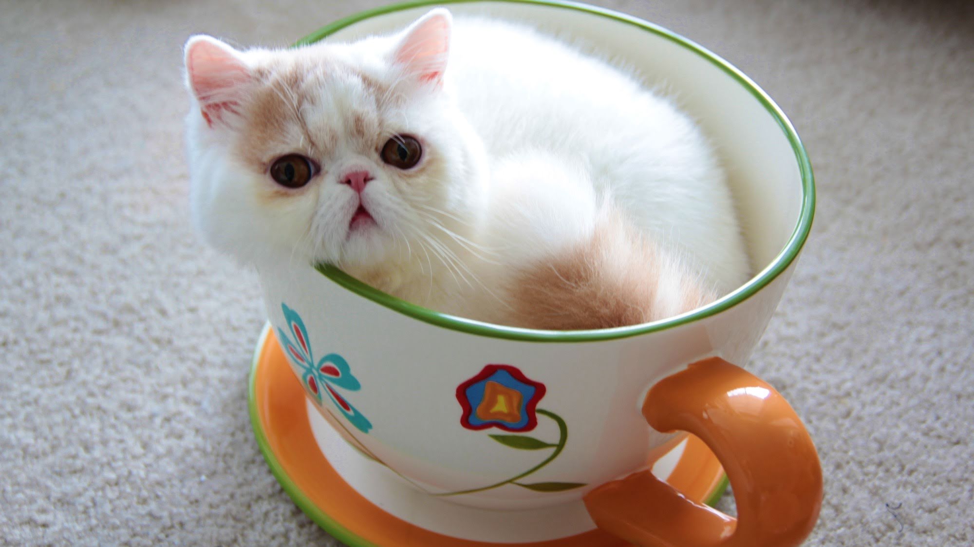 Green Tea Benefits for Cats Purrfect Love