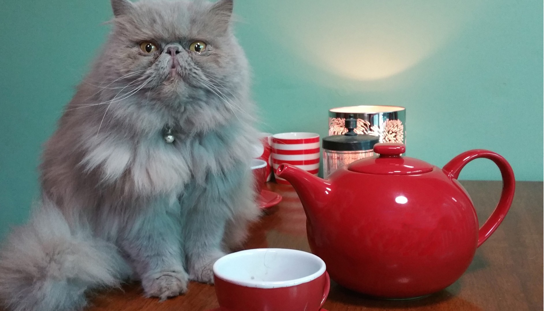 Green Tea Benefits For Cats Purrfect Love