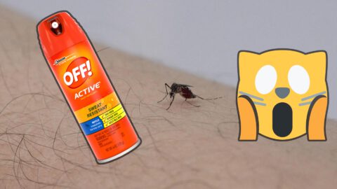 Bug Spray Is Toxic to Cats