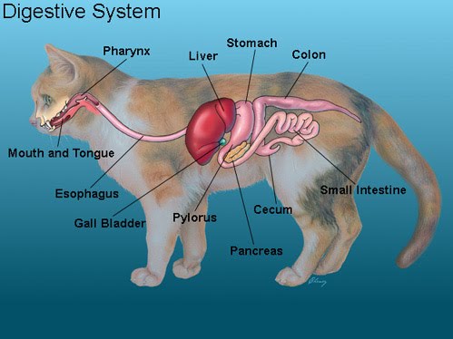 Cat digestive anatomy