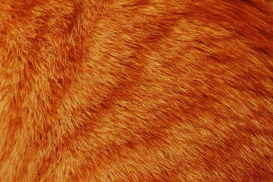 Cat fur