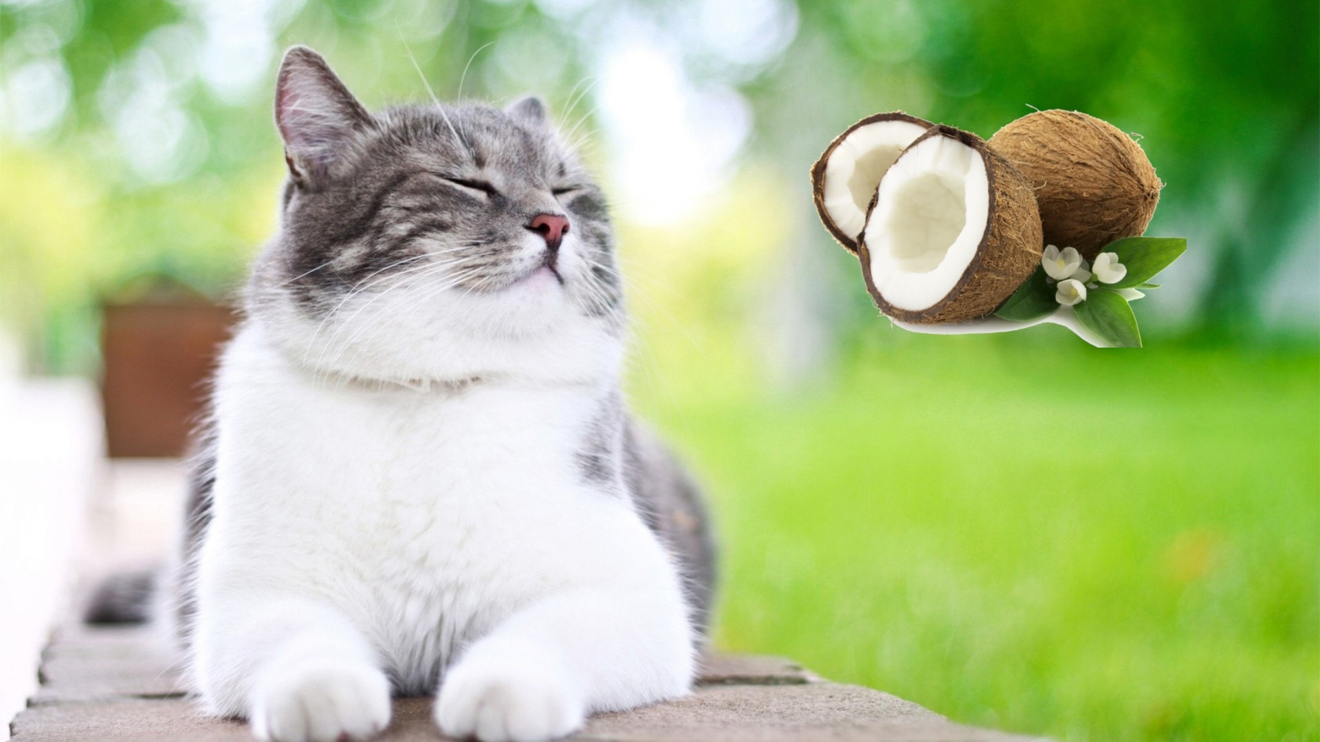 Coconut oil for cats