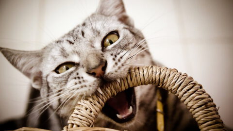 Redirected Aggression in Cats