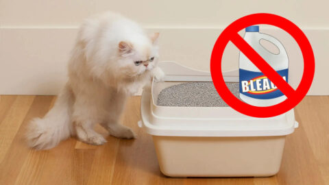 Bleach Is Harmful to Cats