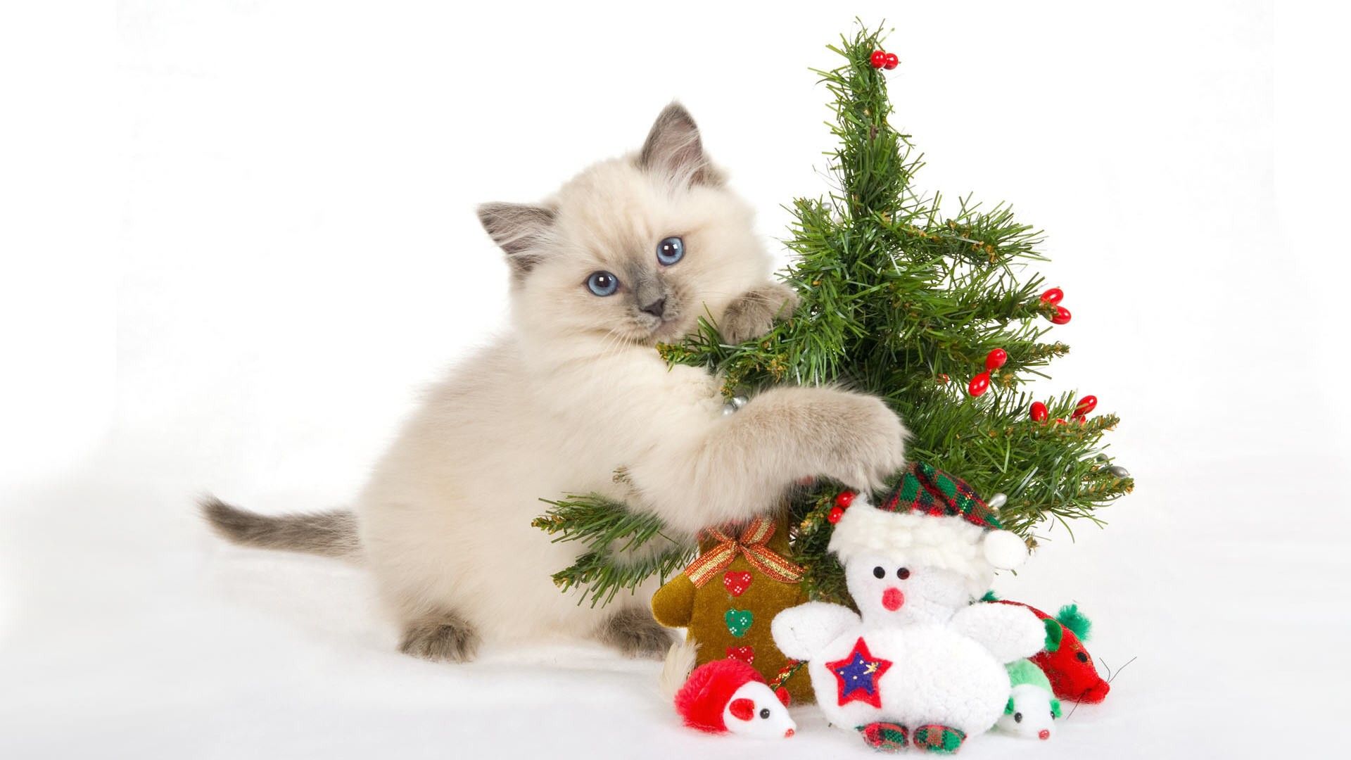 Cat Christmas Decorations