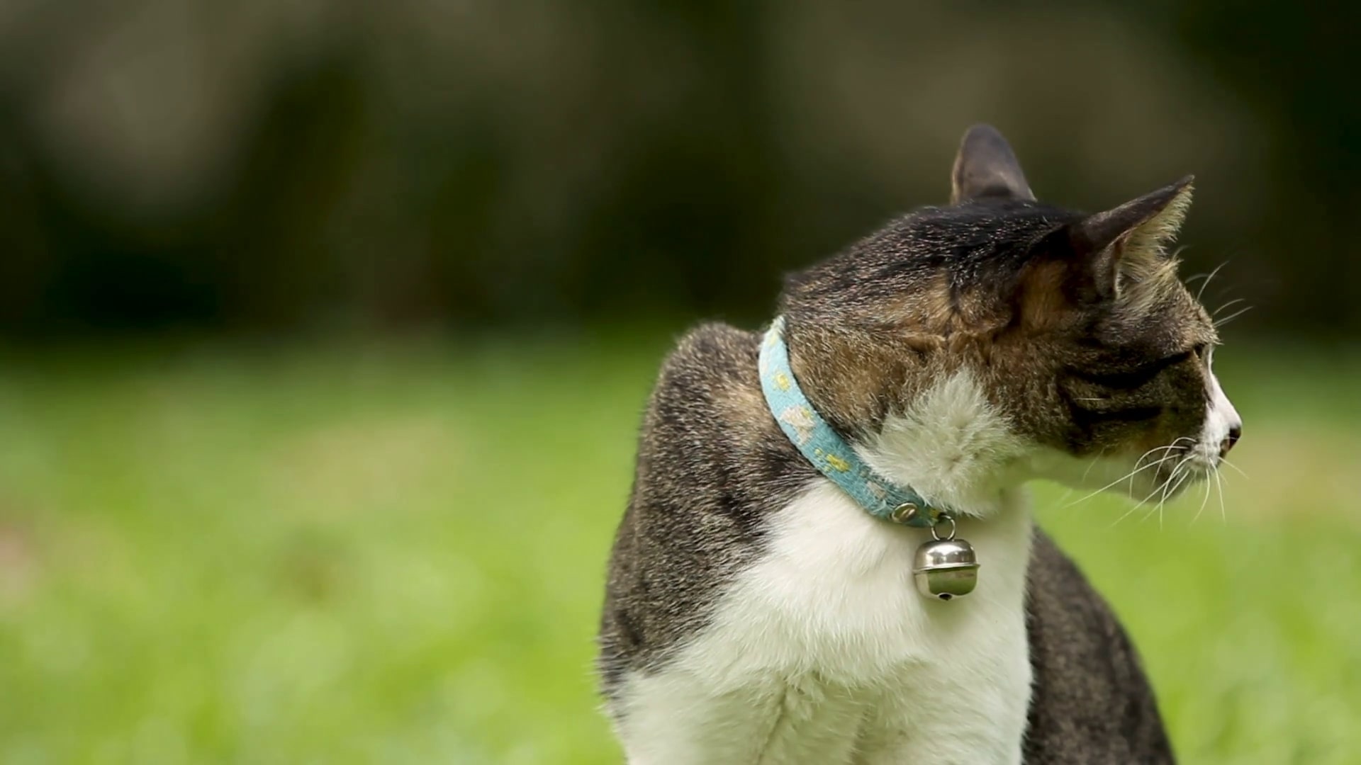 Should Cats Wear Collars?