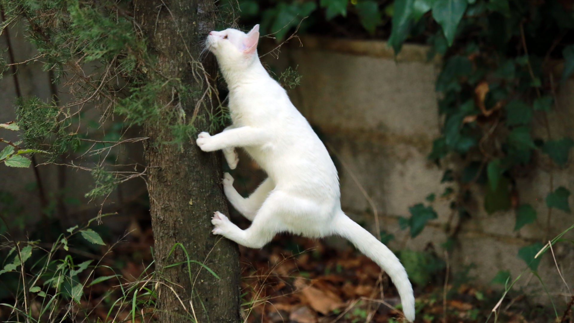 cat smelling tree