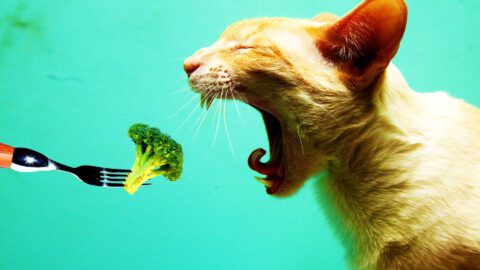 Can Cats Be Vegan or Vegetarian?