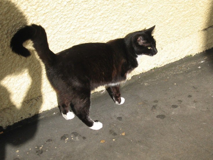 Front Leg Amputee Cat