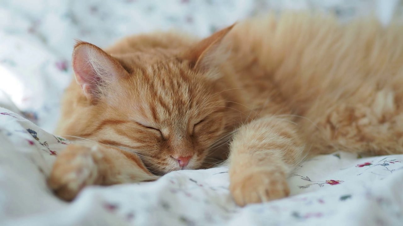 Will Cats Eat Bed Bugs Purrfect Love