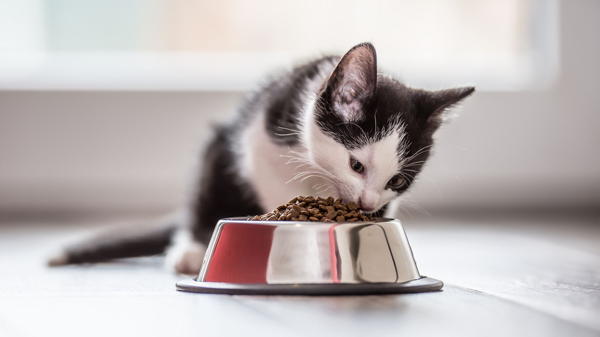 How Much Does Kitten Food Cost Per Month