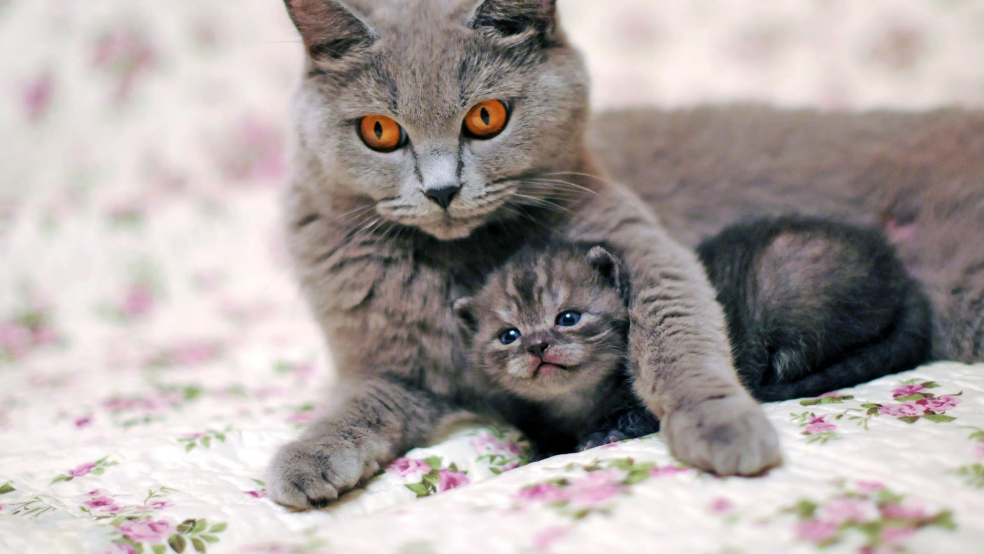 Cat and kitten