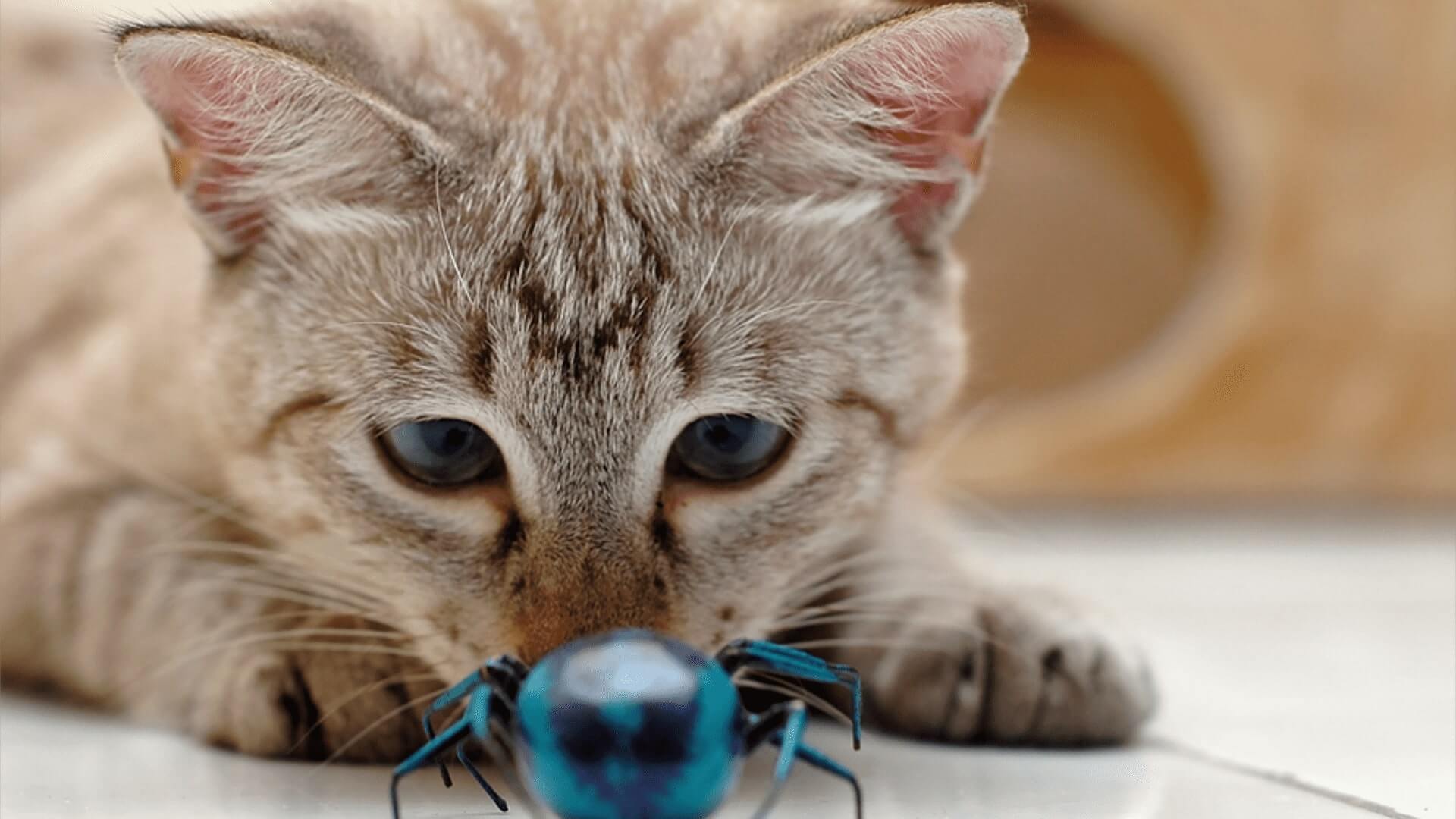 Cat With Bug