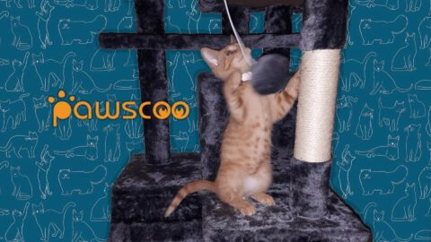 Pawscoo Cat Tree Review