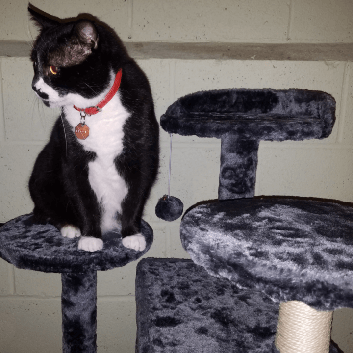 Pawscoo Kitten Tree Tower Review