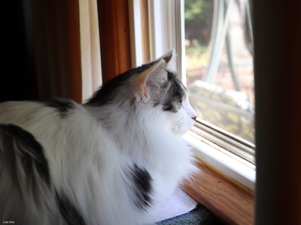 Indoor cat looking out window