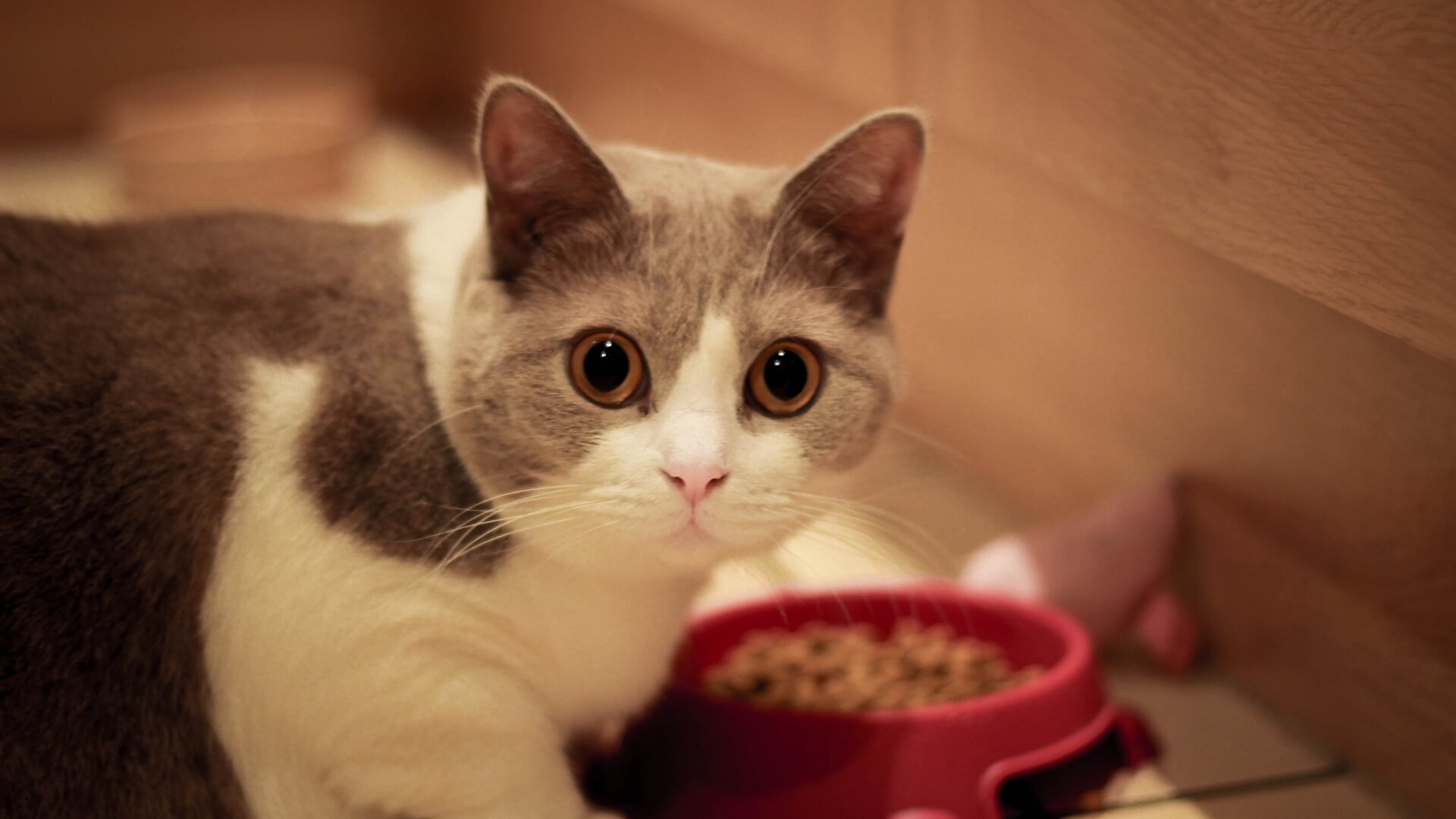 Cat by food dish