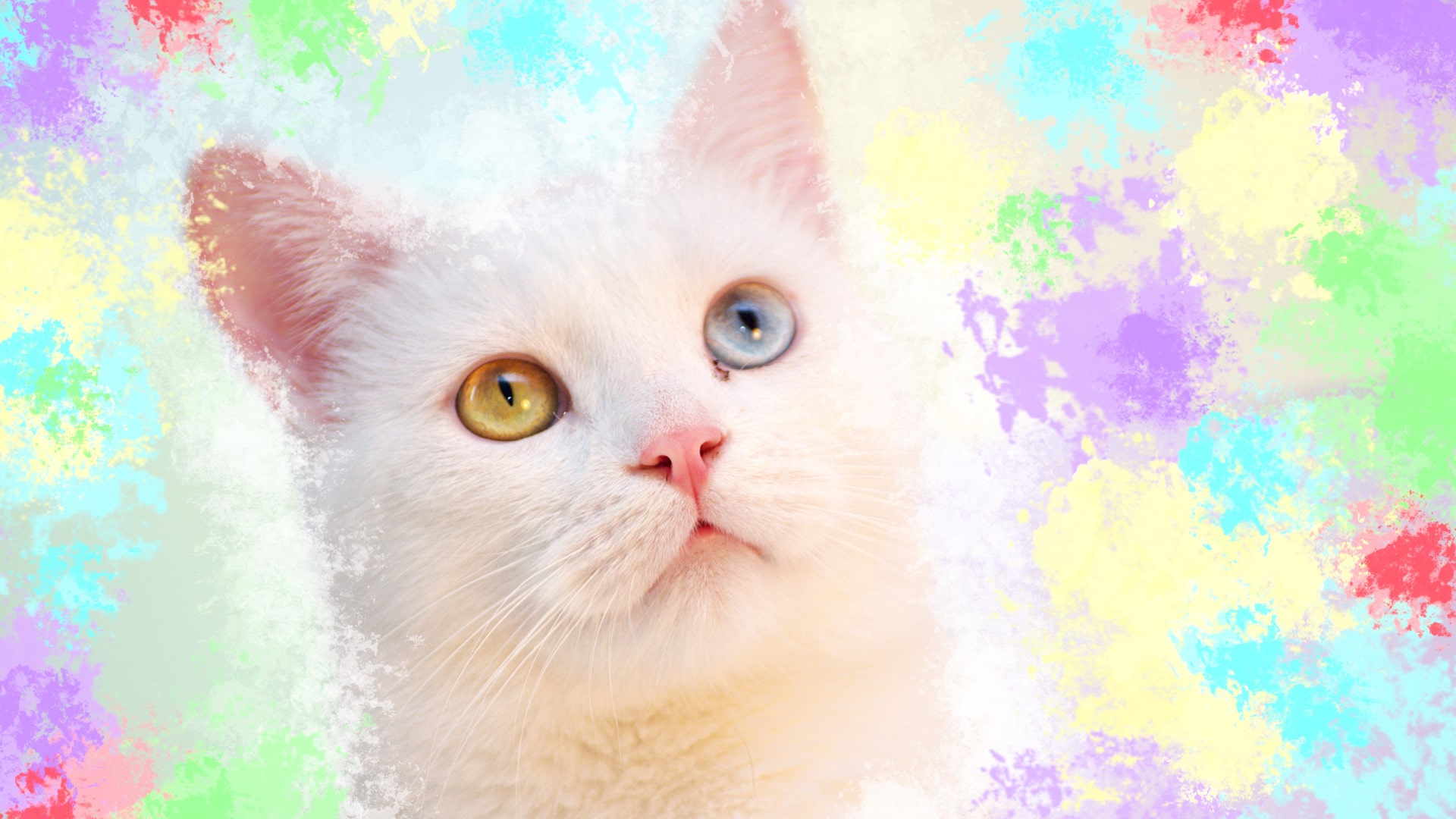 What Colors Do Cats Like? Purrfect Love
