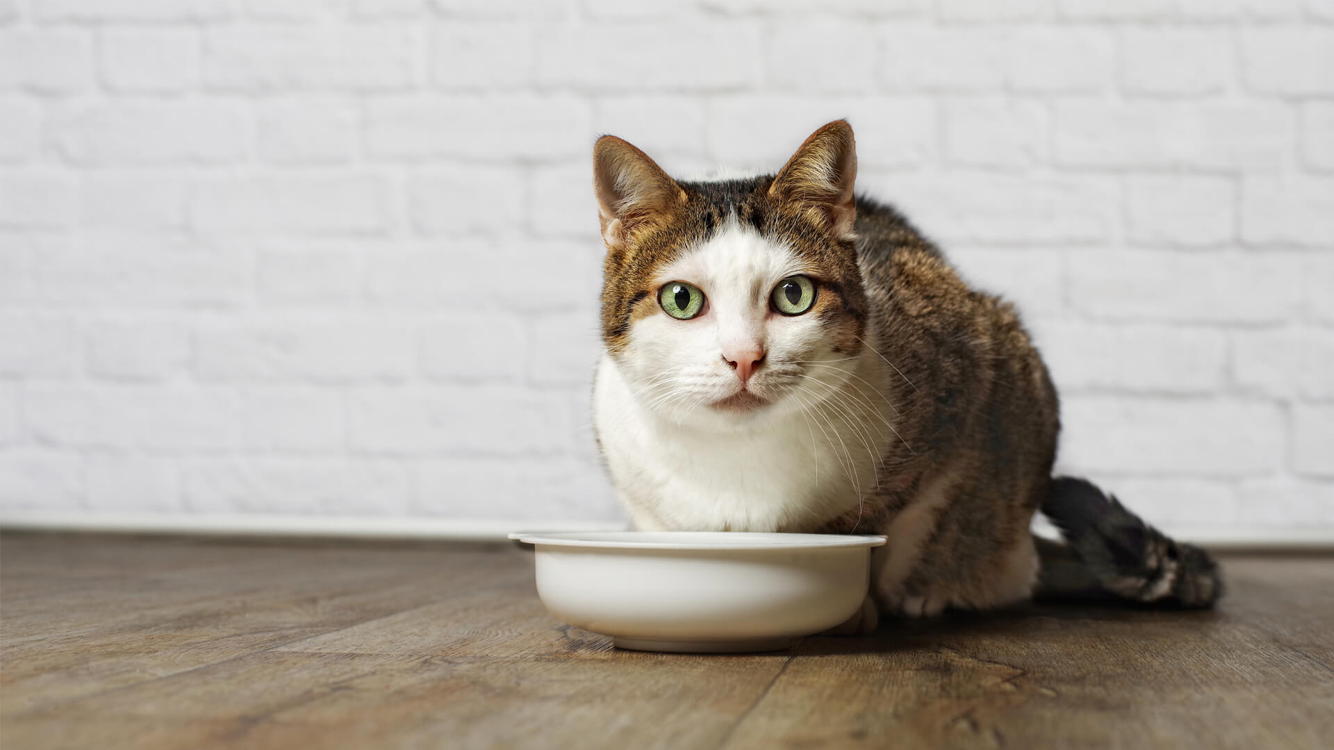 How To Get Your Cat To Eat Purrfect Love