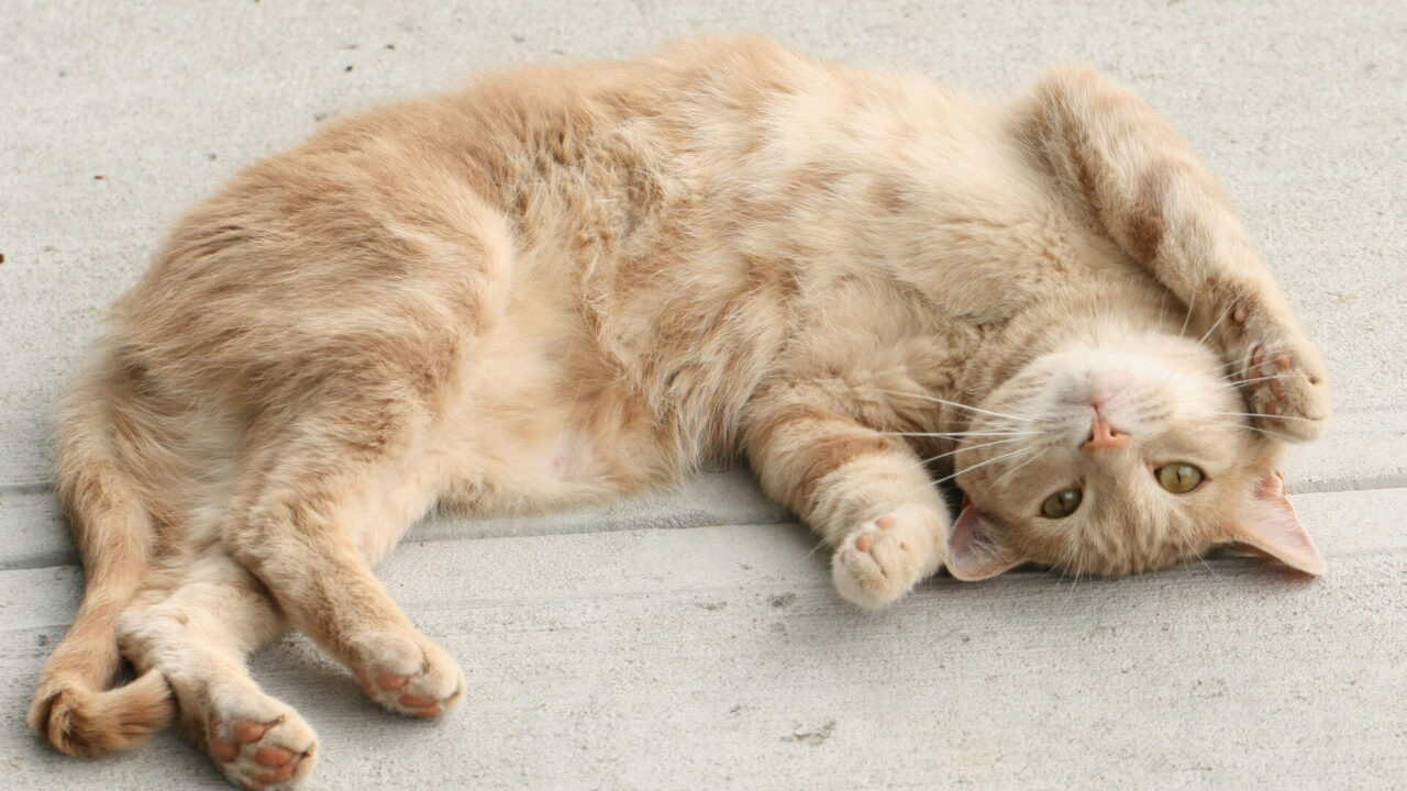 Ginger cat belly