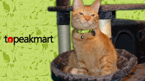 Topeakmart Cat Tree Review