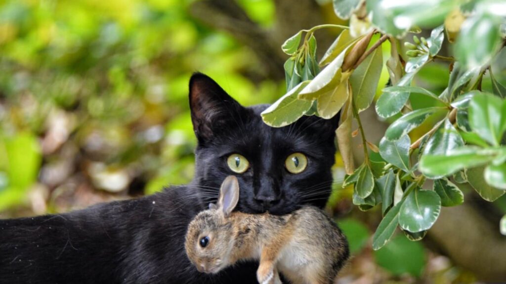 Cat with rabbit in mouth