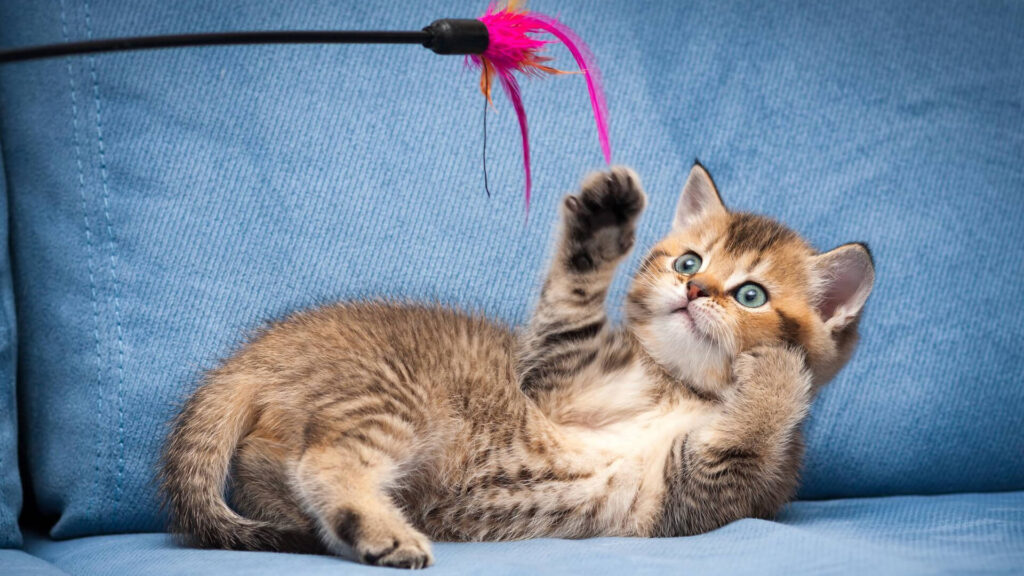 Kitten playing with wand