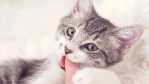 How To Help A Teething Kitten