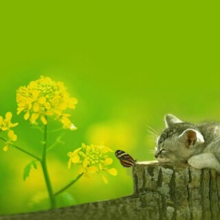 Cat Wallpapers - Purrfect Love