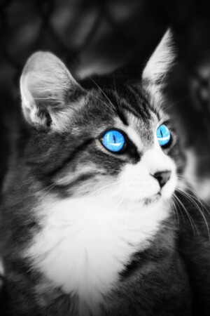 Mobile Cat Wallpapers - Android, iPhone, Smartphone HD Wallpapers